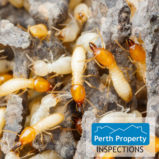 termite inspections perth